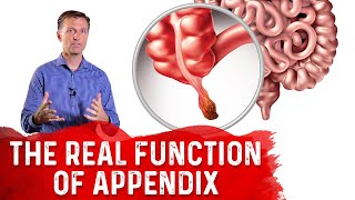 The REAL Function of Appendix – Dr Berg [upl. by Kylander570]