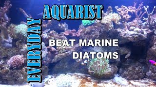 How To Kill Marine Aquarium Brown Algae amp Diatoms [upl. by Warrin]