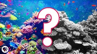 Can Coral Reefs Survive Climate Change [upl. by Esiom]