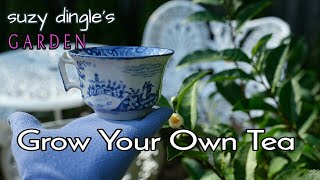 How to Grow Tea Leaves at Home  Camellia sinensis care instructions [upl. by Weig]