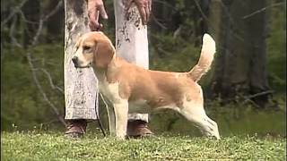 Beagle  AKC Dog Breed Series [upl. by Siusan]