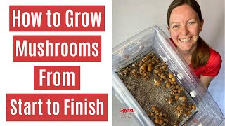 How to Grow Mushrooms from Start to Finish in a Monotub [upl. by Aroel]