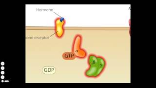 Cholera Toxin Mode of Action [upl. by Avihs]