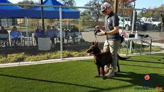 Muzzling Demonstration from Dogs Playing for Life [upl. by Lennej]