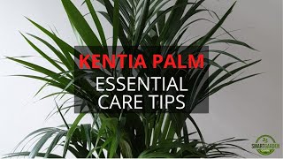 Kentia Palm Care Made Easy Essential Tips For A Healthy Plant [upl. by Assirec]