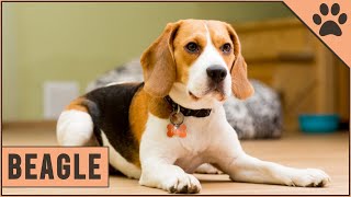 Beagle  Dog Breed Information [upl. by Laurice]