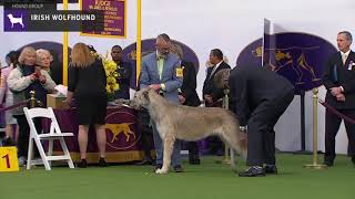 Irish Wolfhounds  Breed Judging 2020 [upl. by Thaddus412]