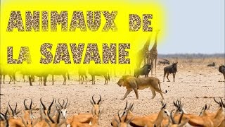 Animaux de la savane africaine et leurs cris [upl. by Berner]