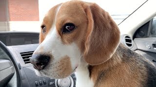 Cute beagle goes to the dog park [upl. by Ulda]