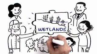 How Wetlands Manage Water [upl. by Alys308]