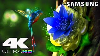 4K ULtra HD  SAMSUNG UHD Demo׃ LED TV [upl. by Nave]