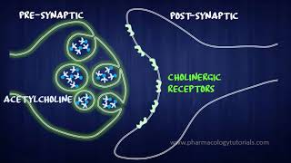 Toxicology of Acetylcholinesterase Inhibitors I  Neurotransmission [upl. by Gizela199]