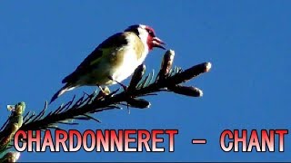 Chardonneret chant  Chant doiseau [upl. by Ecyar687]