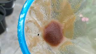 How to culture daphnia moina in a small container Part 1 English Subtitle [upl. by Laicram797]