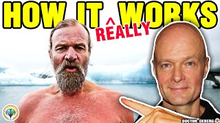 What Happens During Wim Hof Breathing [upl. by Aenad]