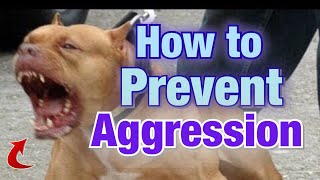 5 ways to prevent Pitbulls from being Aggressive [upl. by Alegnaoj]