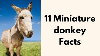 11 Miniature Donkey Facts [upl. by Alicul]