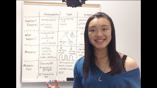 Carbohydrate Lipid and Protein Metabolism [upl. by Muncey]