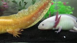 Axolotls breeding [upl. by Erdnaek292]