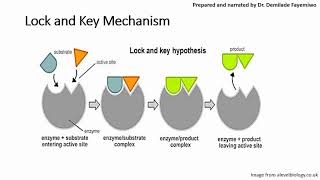 Chapter 31 Introduction to Enzymes [upl. by Quackenbush619]