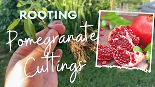 Pomegranate Cutting Rooting Tutorial [upl. by Enimsay]