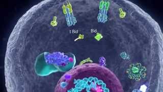 Apoptotic Pathways [upl. by Agon]