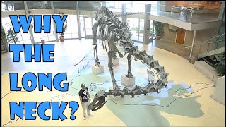 Sauropods Why the Long Neck [upl. by Clayton53]