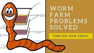 7 Common Worm Farm Problems Solved [upl. by Anirbus431]