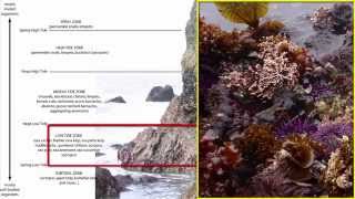 Benthos Intertidal Zone [upl. by Garlanda]