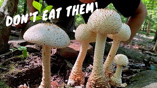 7 Common Poisonous Mushrooms You Should Know [upl. by Hammad]