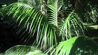 Howea forsteriana Kentia palm [upl. by Garrek546]