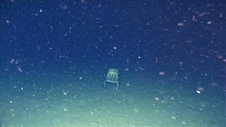 Thalassophobia images with unsettling music [upl. by Balac]