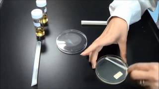 Antibiotic Sensitivity testing [upl. by Booze]