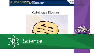 Carbohydrate Digestion [upl. by Nnylamme]