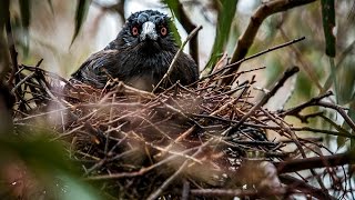 A bird’s eye view on magpie attacks [upl. by Stearns]