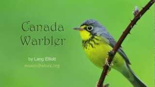 Canada Warbler [upl. by Annad178]