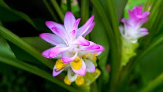 Turmeric Flowers are STUNNING We Grow A Whole Spectrum of Curcuma Varieties [upl. by Salisbarry]