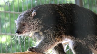 Binturongs  Zoo Rostock [upl. by Buote]