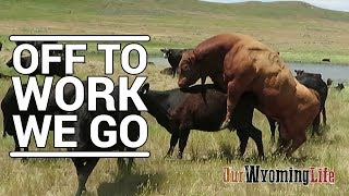 Putting Bulls In With The Cows on the Ranch [upl. by Ahael]