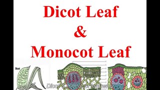 Dicot amp monocot leaf [upl. by Eillen741]