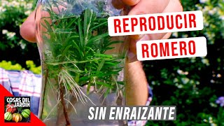 COMO REPRODUCIR ROMERO FACIL EN AGUA 🌿 ENRAIZA AL TOQUE [upl. by Gnoud75]