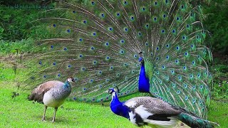 Peacock Mating Behavior  Peacock Dancing [upl. by Oirelav]