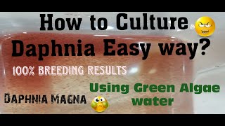 Daphnia MagnaHow to Culture Daphnia Easy wayCulturing Daphnia using Green water Daphnia [upl. by Bornie]