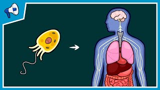 What Caused Lifes Major Evolutionary Transitions [upl. by Cown]