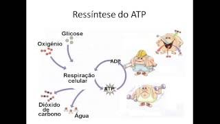 Fisiologia do exercício Bioenergética AULA 4 Ressíntese do ATP e as fontes de energia [upl. by Milka665]