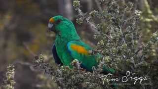 Mulga Parrot Psephotus varius HD Video Clip 11 Australian Bird Media [upl. by Anatlus]