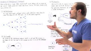 Introduction to Embryological Development [upl. by Mac]