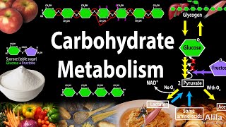 Carbohydrate Structure and Metabolism an Overview Animation [upl. by Haerr]