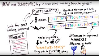 What is Bioinformatics [upl. by Hgielrahc]