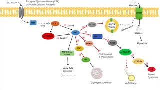 AKT Signaling Pathway  Regulation and Downstream Effects [upl. by Ahsain58]